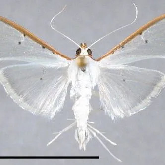thumbnail for publication: Olive Shootworm, Palpita persimilis Munroe (Insecta: Lepidoptera: Crambidae)
